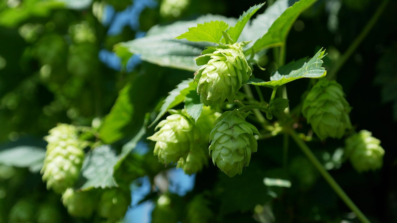Luppolo (Humulus Lupulus L.)