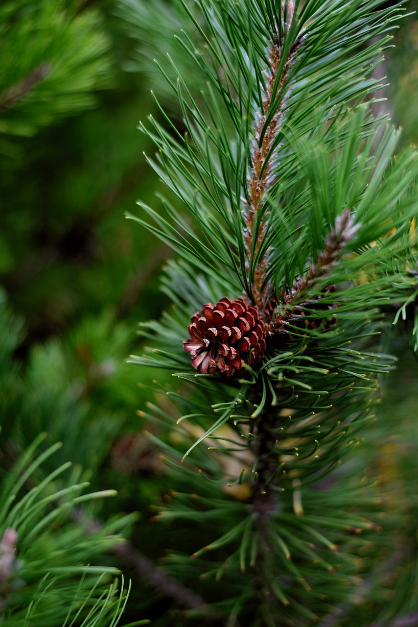 Pino Mugo (Pinus Mugo Turra)
