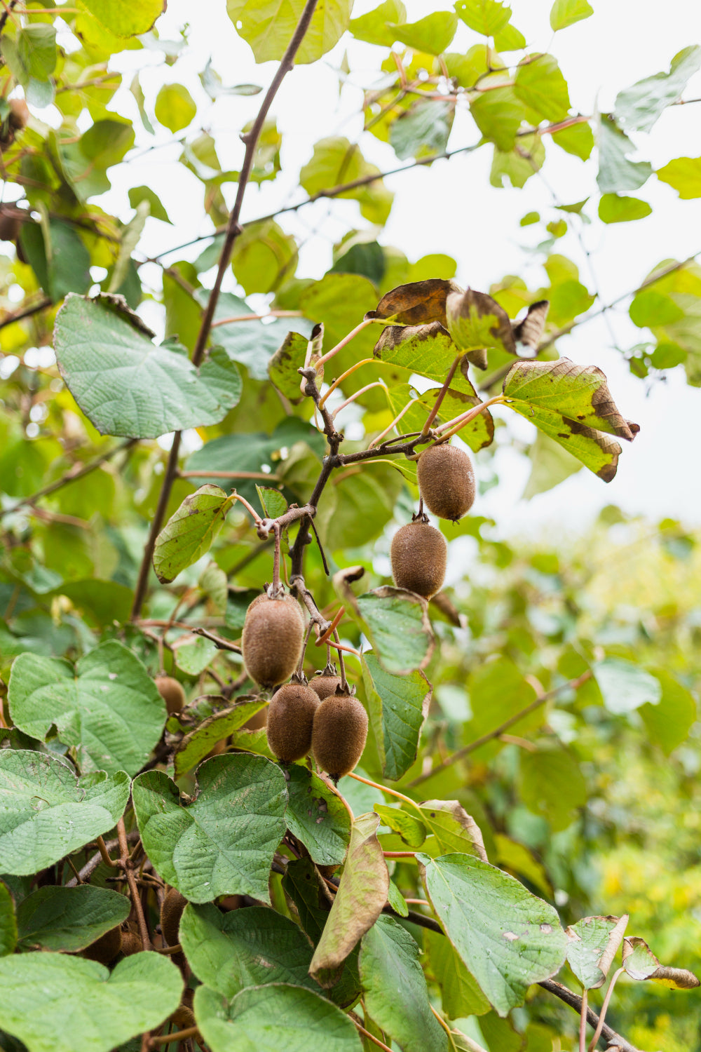Kiwi (Actinidia chinensis planch)