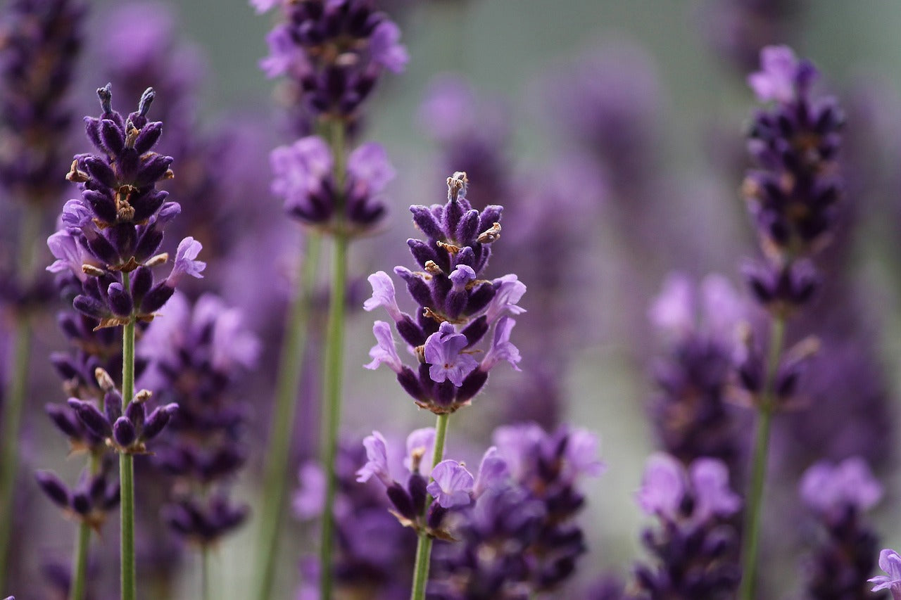 Lavanda (Lavandula Officinalis)