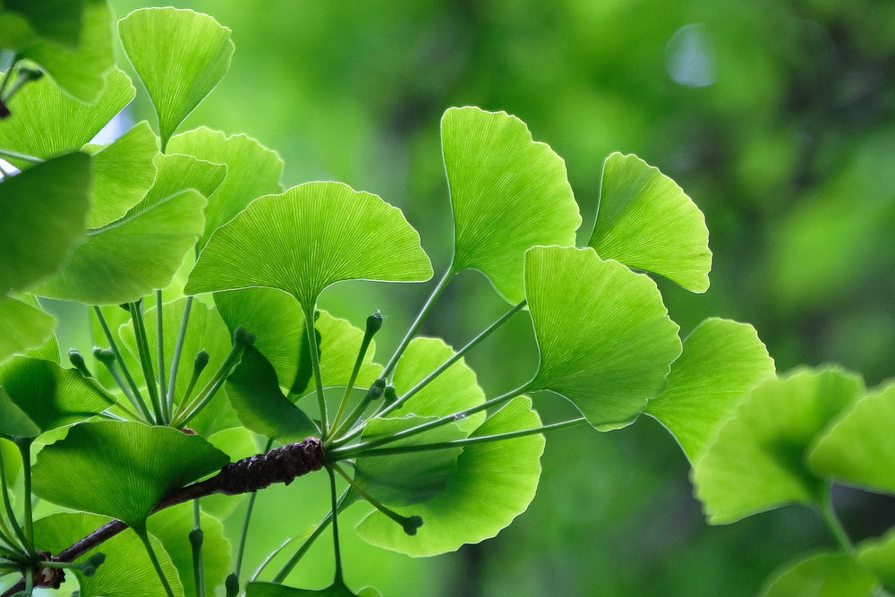 Ginkgo (Ginkgo biloba L.)