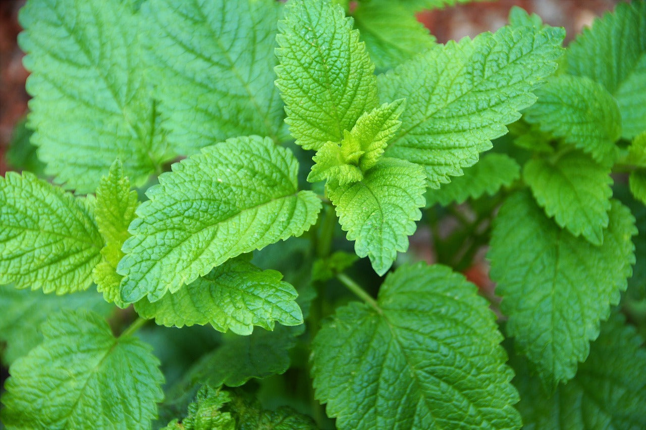 Melissa (Melissa officinalis L.)