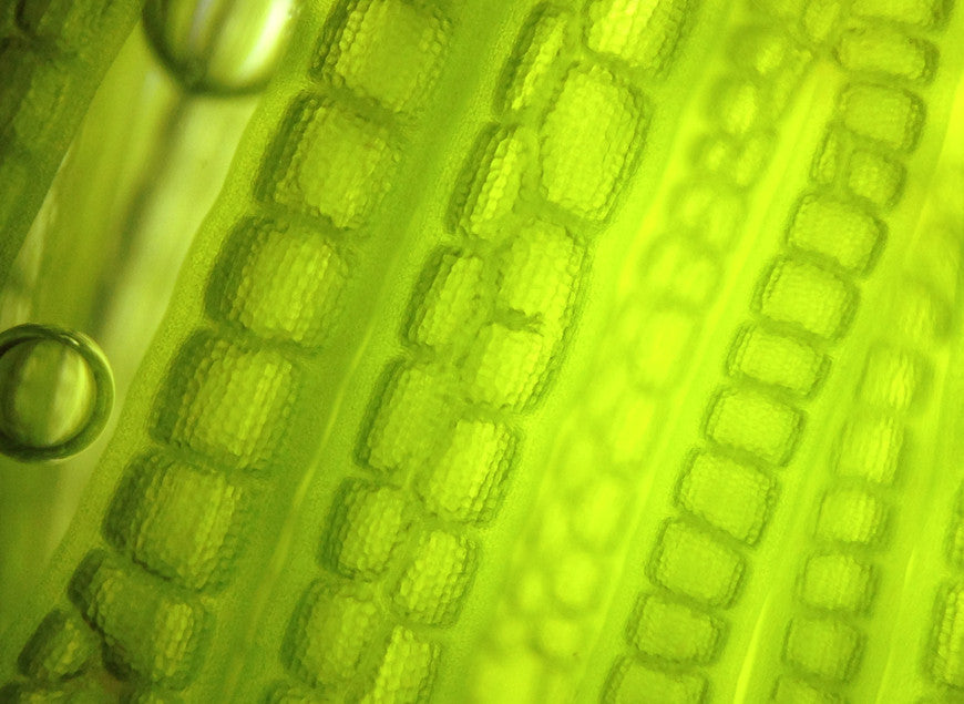 Alga di Norsan (Alga Schizochytrium)
