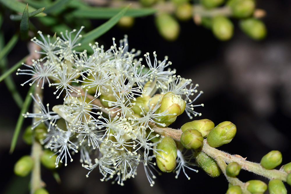 Melaleuca (Melaleuca leucadendra L.)