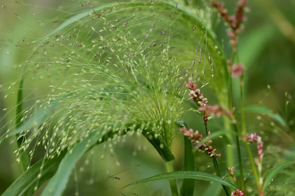 Miglio dorato (Panicum miliaceum L.)