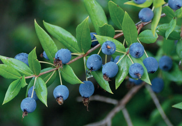 Mirto (Myrtus communis L.)