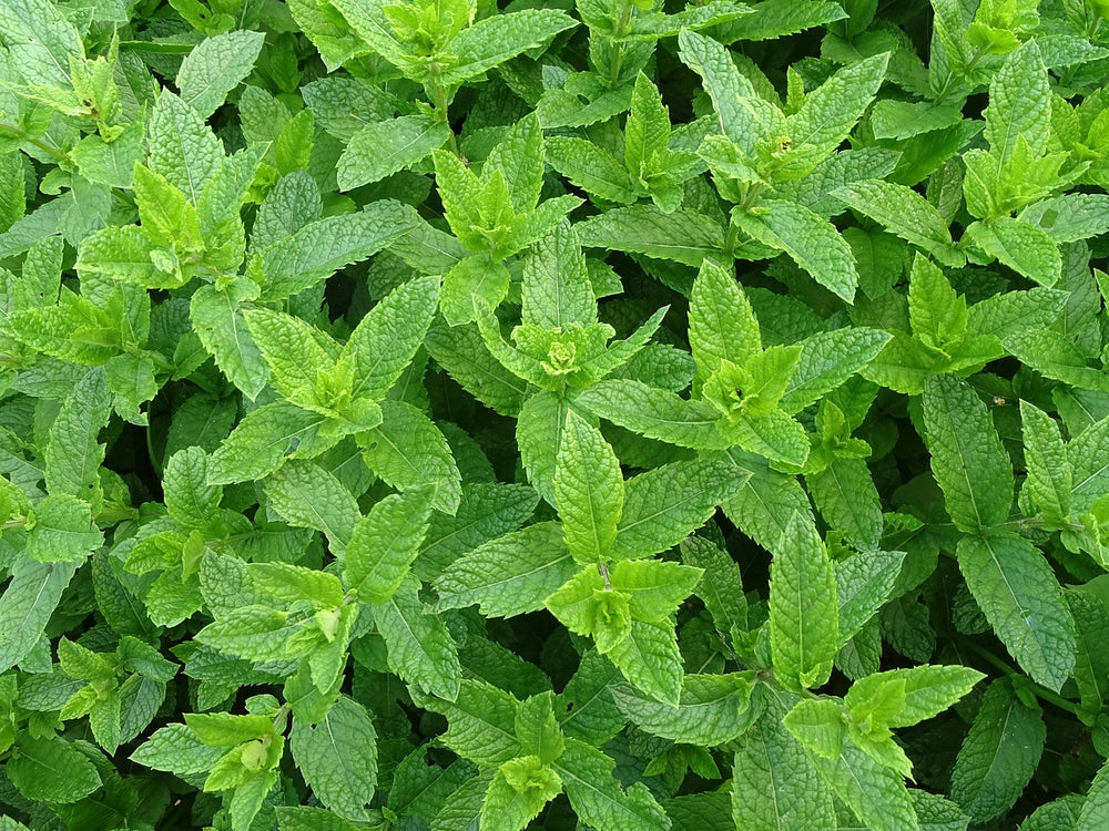 Menta (Mentha x piperita L.)