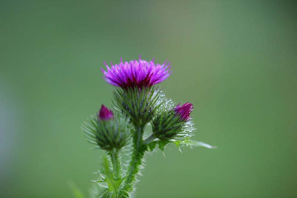 Cardo mariano (Sylibum Marianus L.)