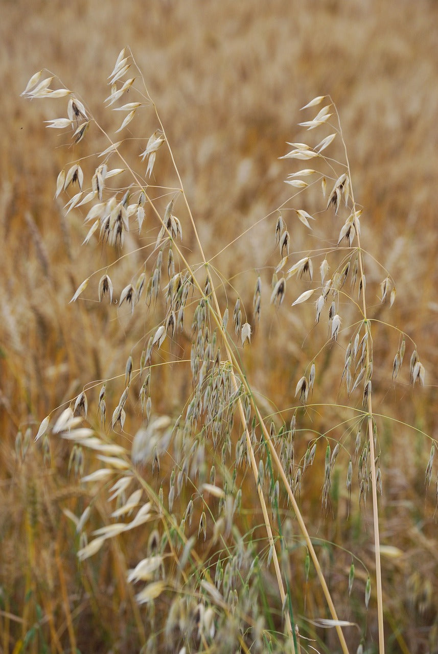 Avena (Avena sativa L.)