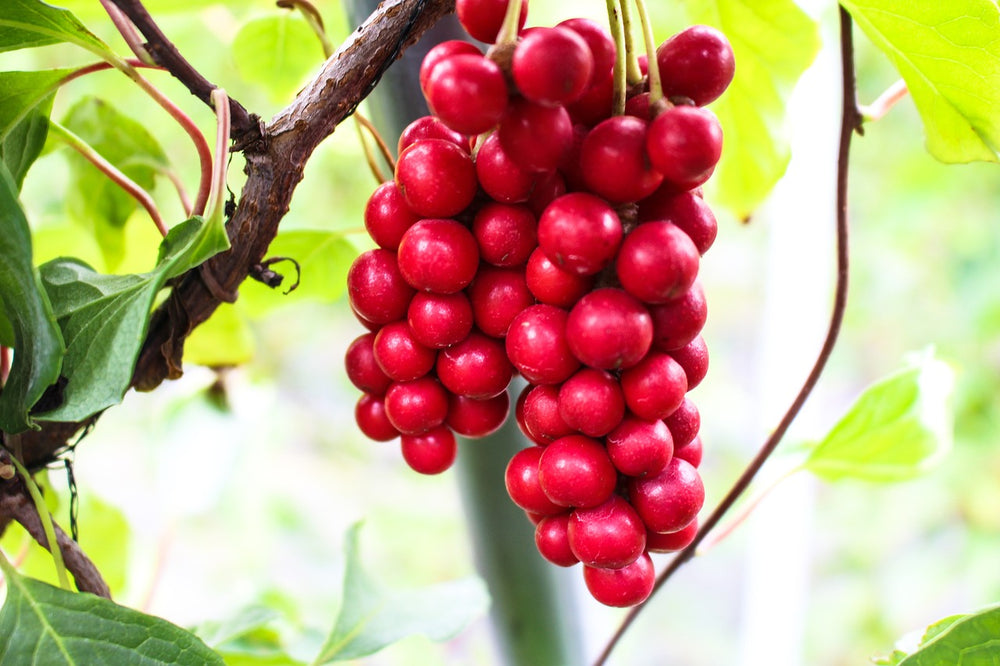 Schisandra (Schisandra Chinensis (Turcz.) Baill.)