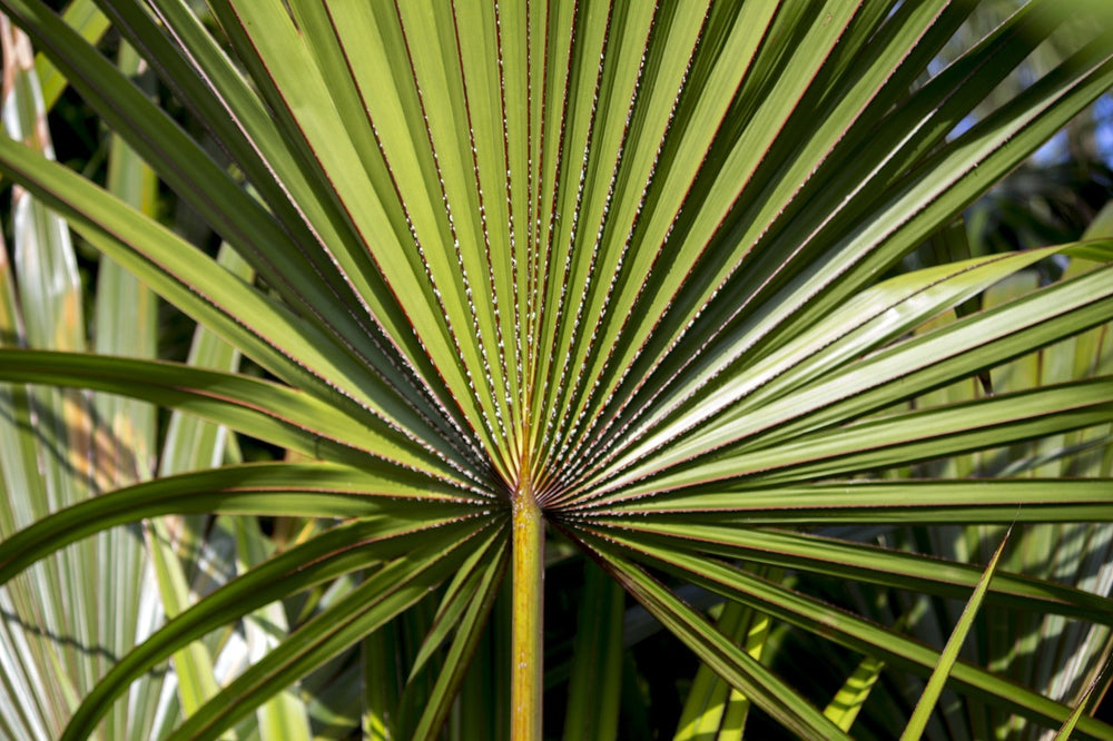 Serenoa (Serenoa Repens (W Bartram) Small)