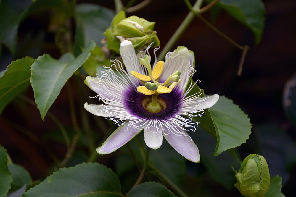 Passiflora (Passiflora Incarnata L.)