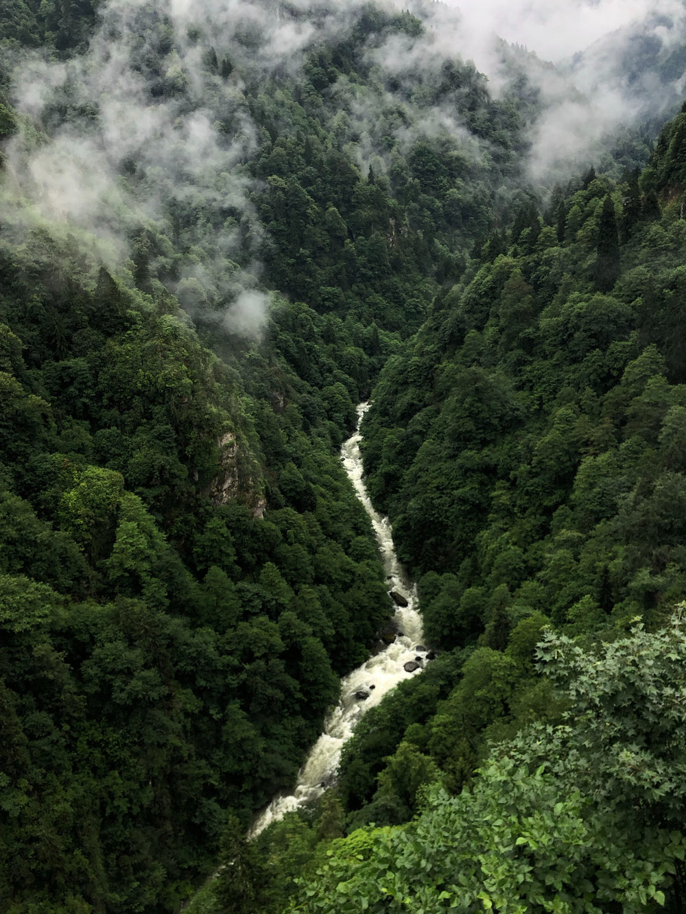 Propoli verde Amazzonica