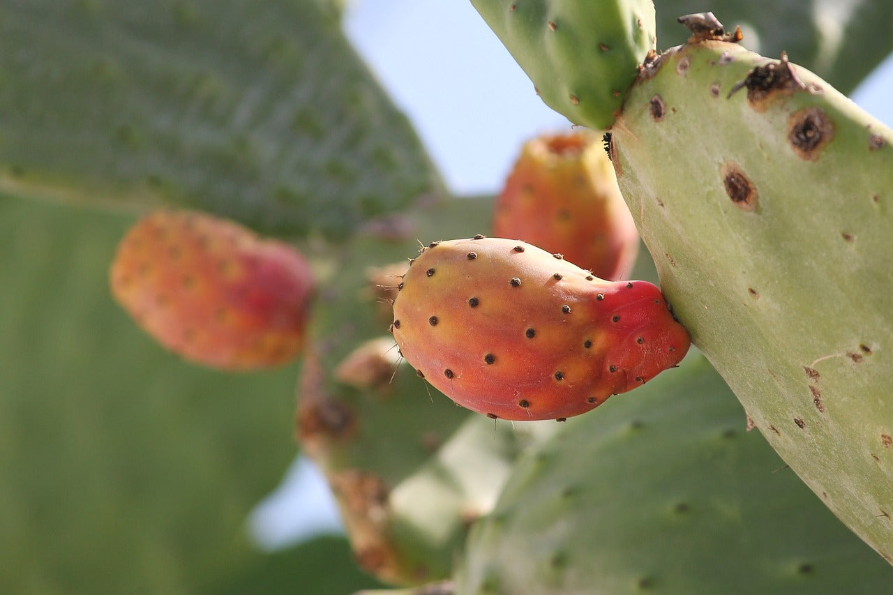 Fico d'india (Opuntia ficus-indica L.)