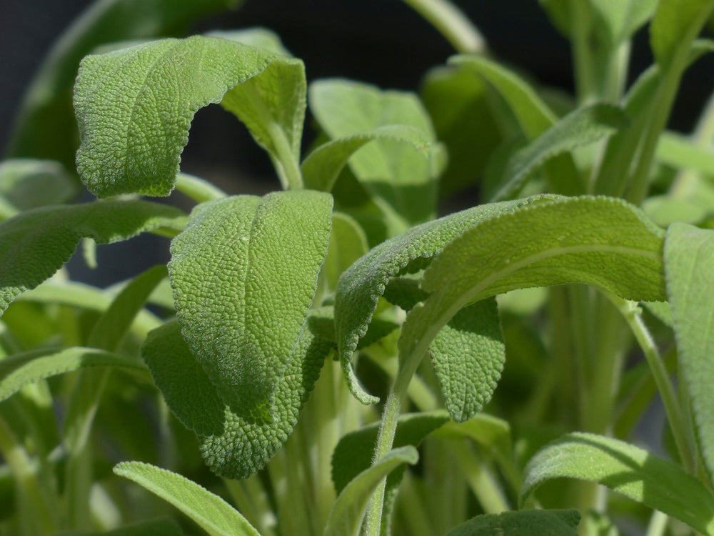 Salvia (Salvia Officinalis L.)