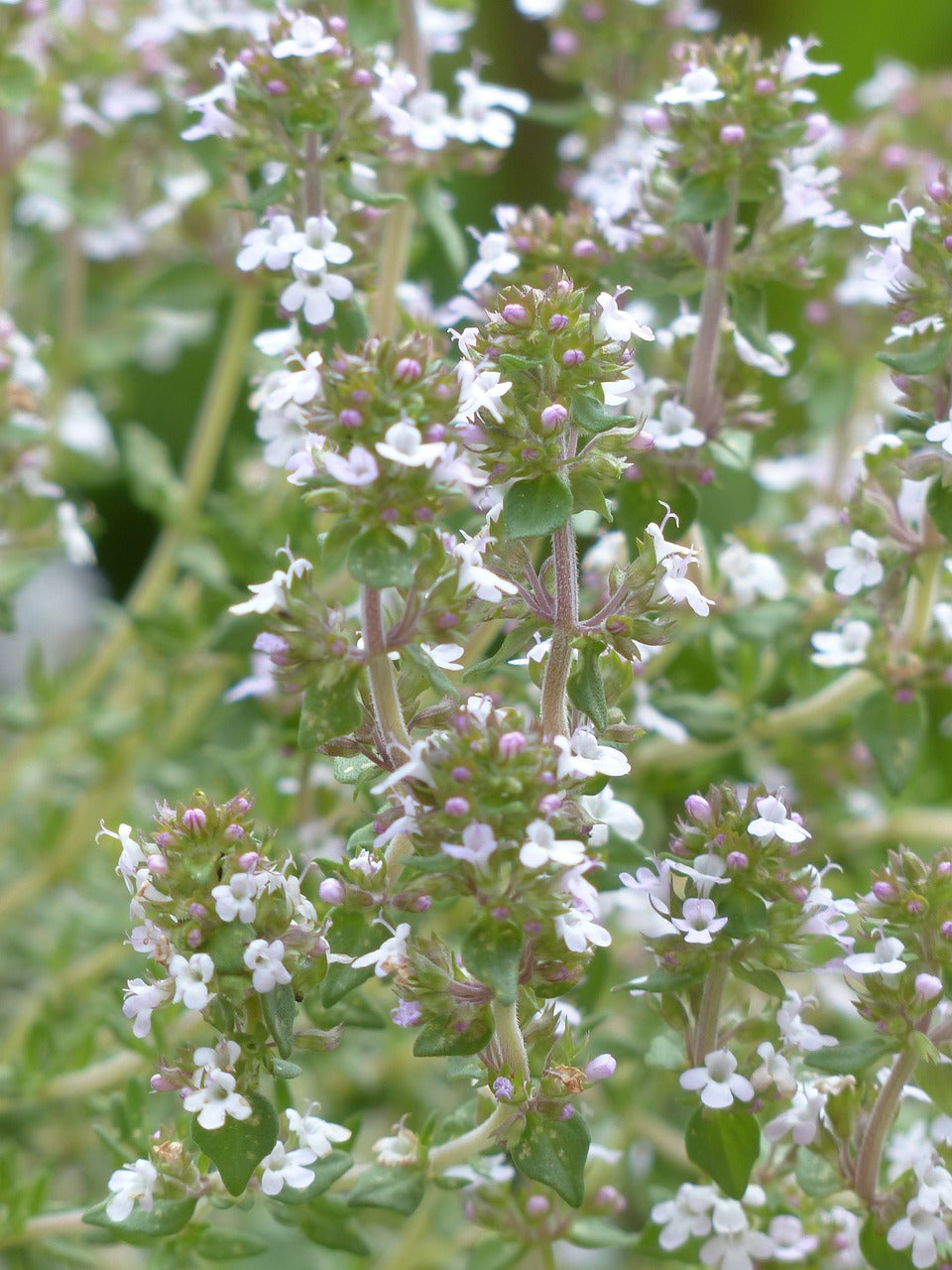 Timo (Thymus Vulgaris L.)