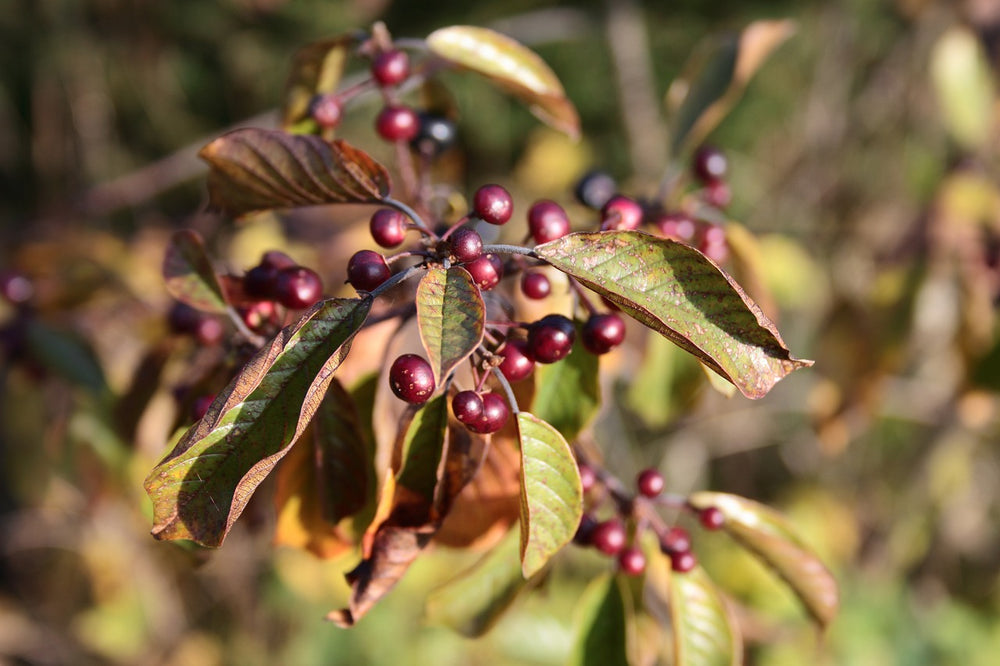 Frangola (Rhamnus Frangula L.)