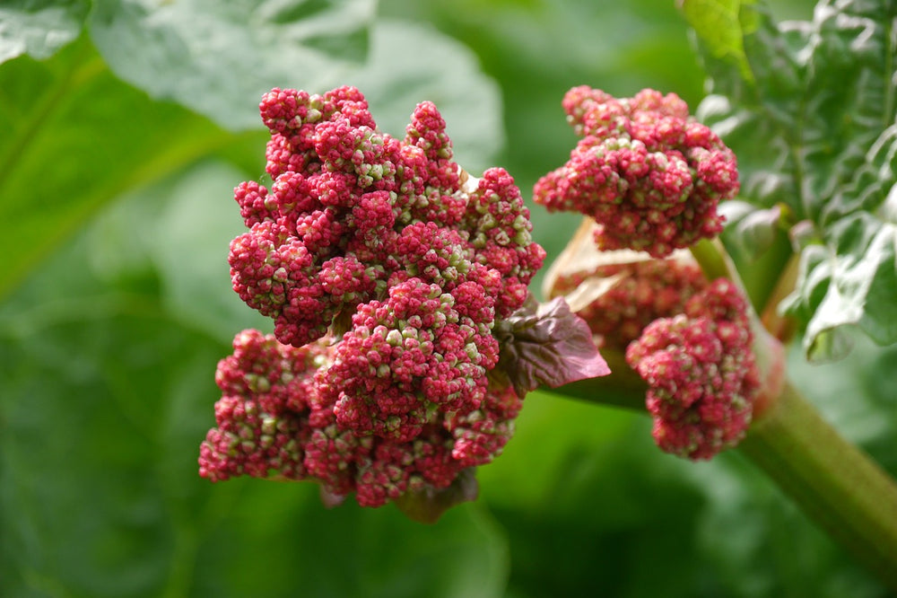 Rabarbaro (Rheum Palmatum L.)