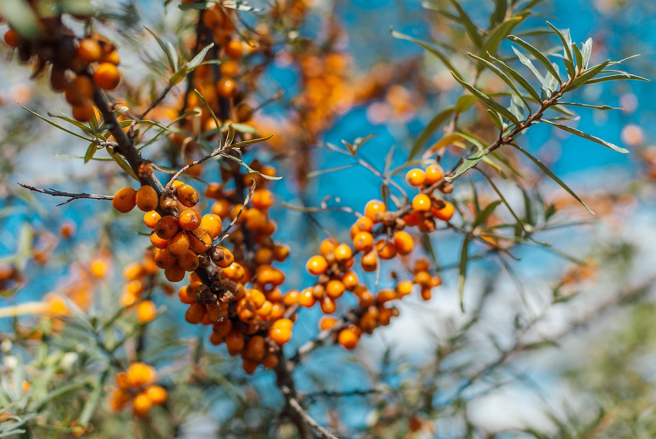 Olivello spinoso (Hippophae rhamnoides)