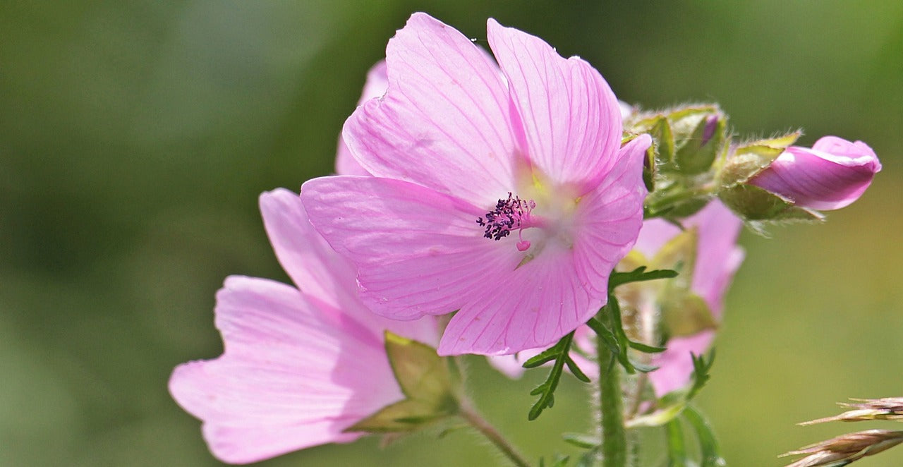 Malva (Malva Sylvestris L.)
