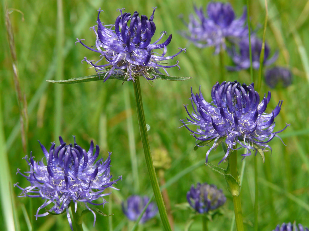Artiglio del Diavolo (Harpagophytum Procumbens)