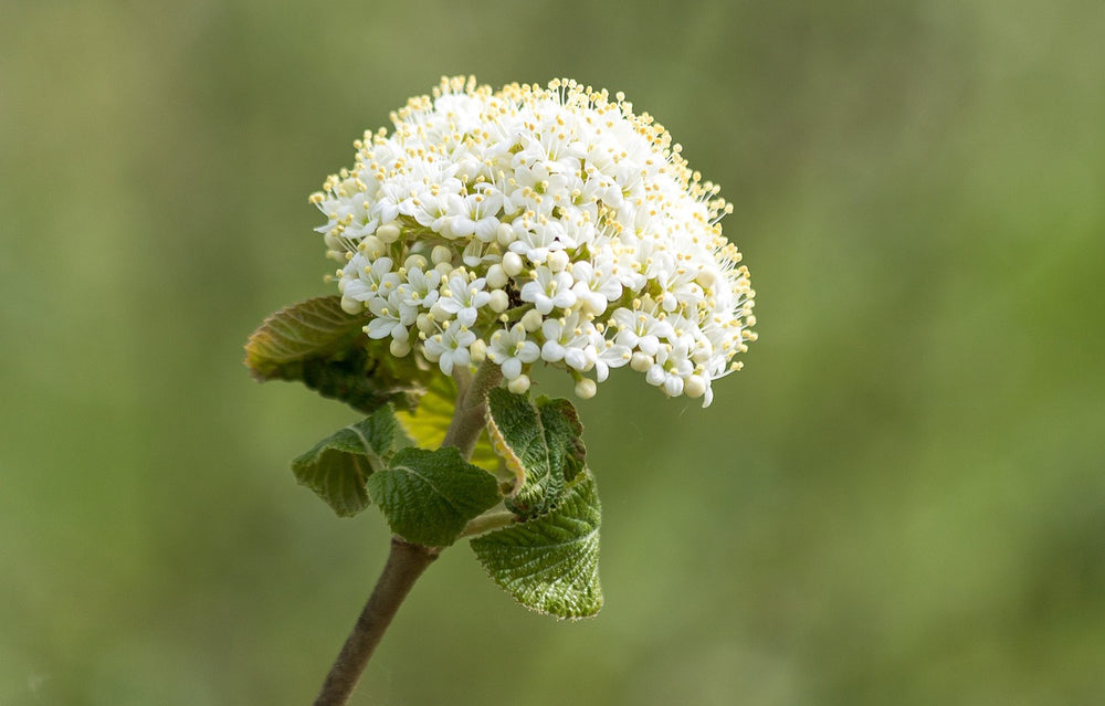 Spirea (Spiraea Ulmaria L.)