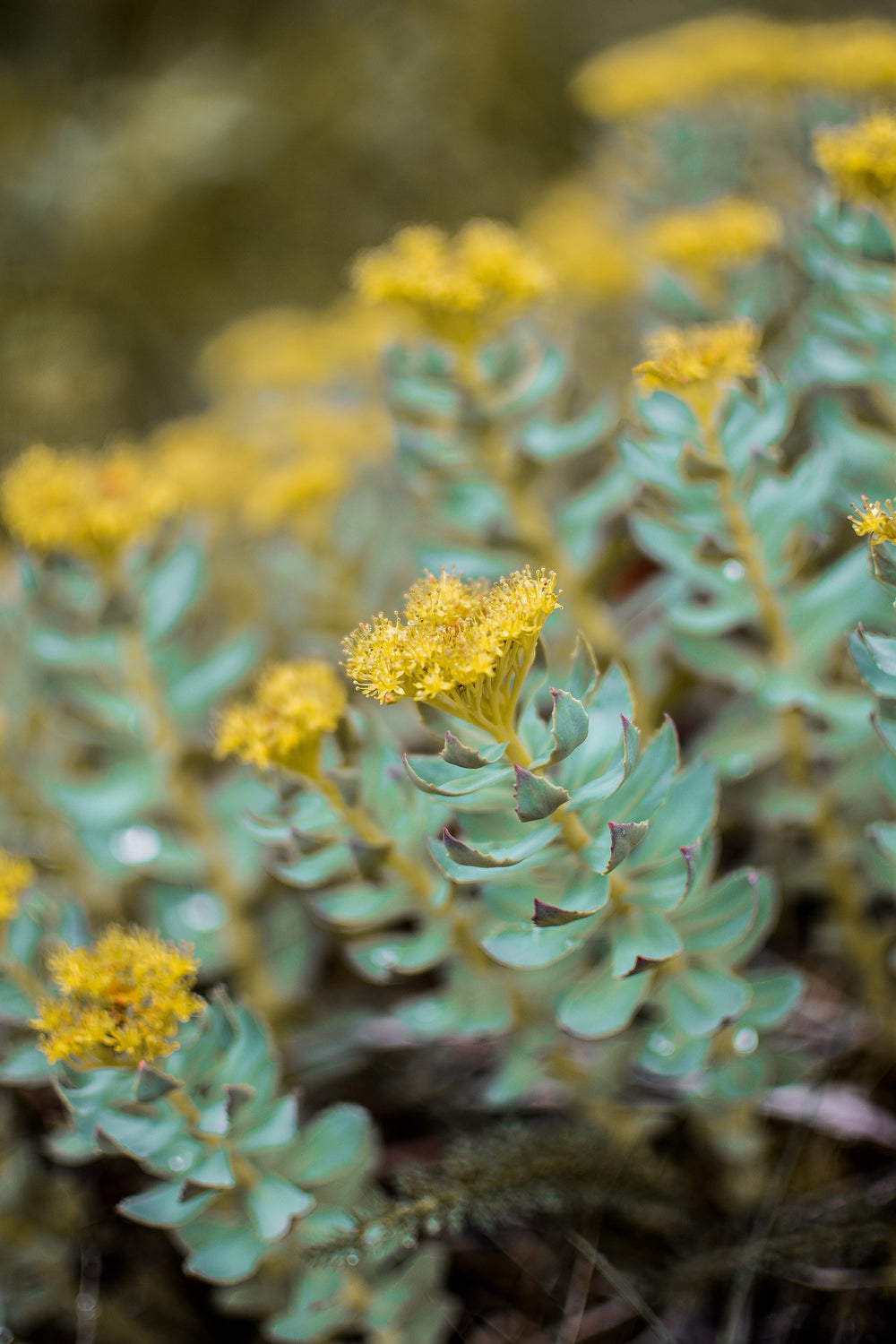 Rodiola (Rhodiola Rosea Scop.)