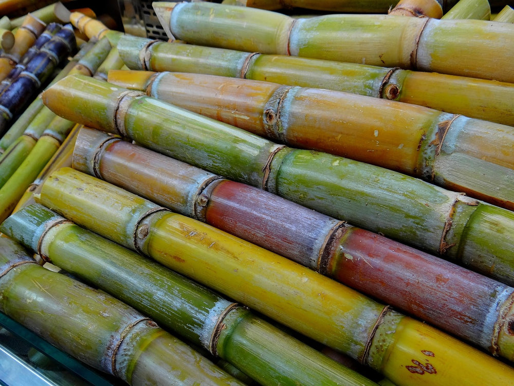 Canna da zucchero (Saccharum Officinarum L.)