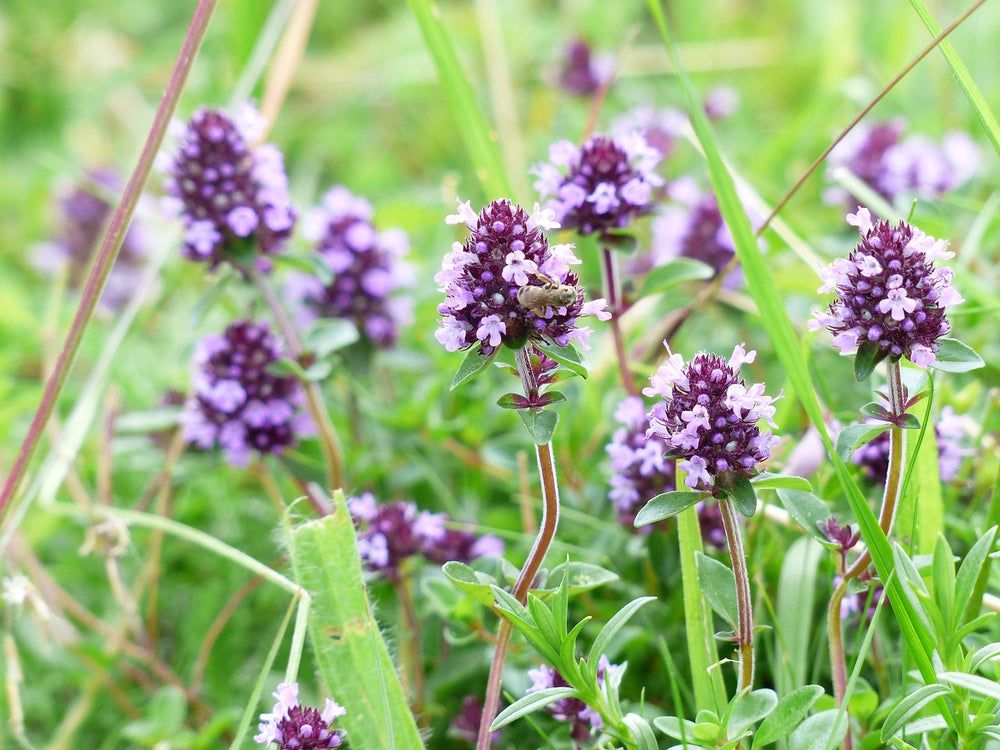 Serpillo (Thymus Serpillum L.)