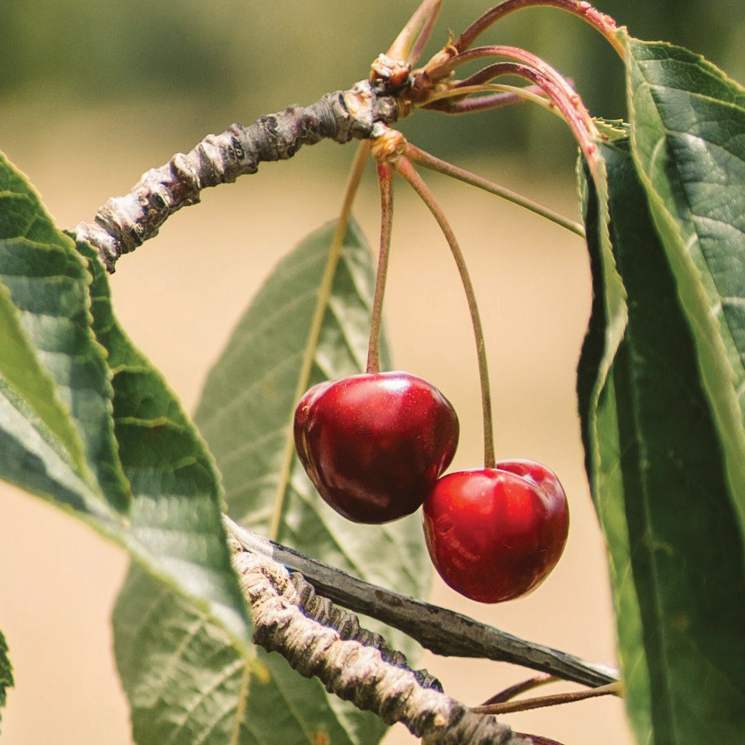 Succo Madre di Ciliegia