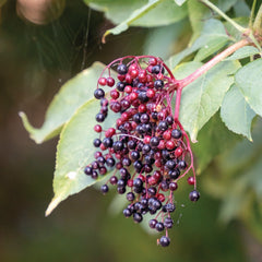 Succo Madre di Sambuco